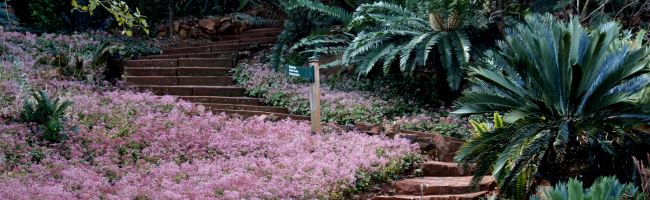 flower beds at Pretoria Botanical Garden