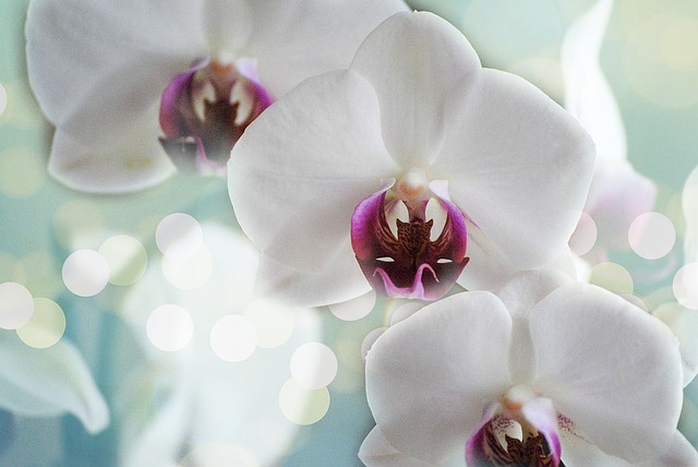 white orchids